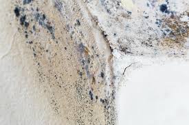 Mold Documentation for Insurance Claims in Williamston, SC